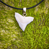 buy real shark tooth necklace