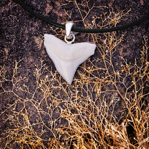 great white shark tooth necklace