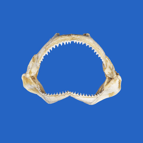 silky shark jaws