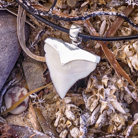 shark present real shark tooth in silver