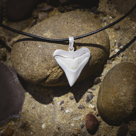 Shark Tooth Necklace - Wedunit Jewels