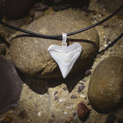 Shark Necklace Classic Shark Tooth Necklace JJ Maybank Outer Banks