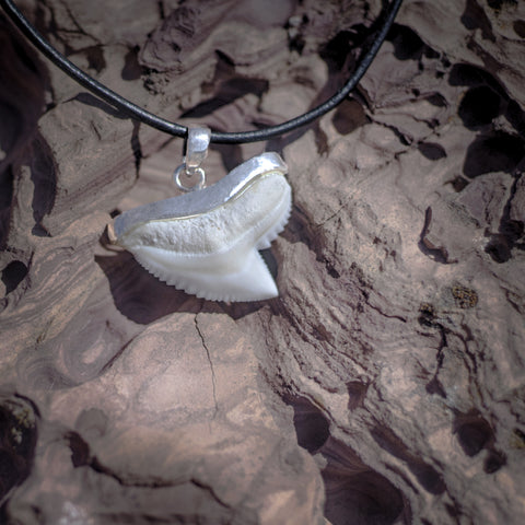 tiger shark tooth in silver online