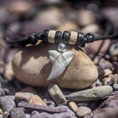 buy real shark tooth necklace sydney