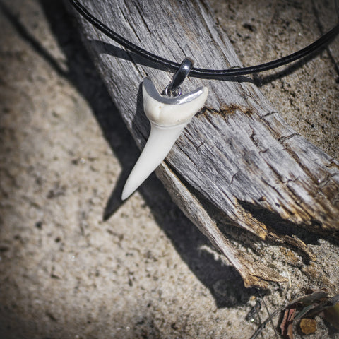 Rare Mako Shark Tooth Pendant s26