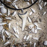Rare Mako Shark Tooth Pendant s26