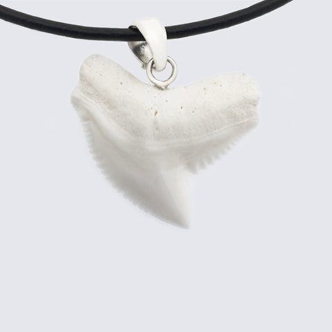 buy tiger shark tooth pendant