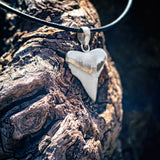 great white shark tooth in silver