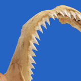 sandbar shark jaws for sale