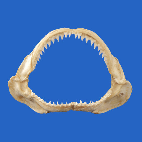 buy real shark jaws online
