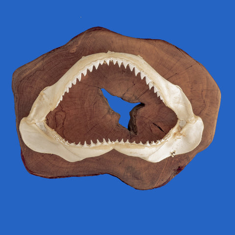 buy shark jaws display