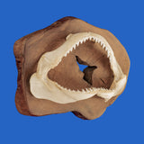 shark jaws on display