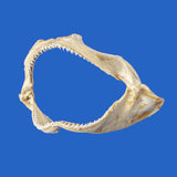 great white shark jaws for sale