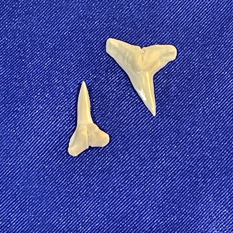 Shark Teeth Set For Sale