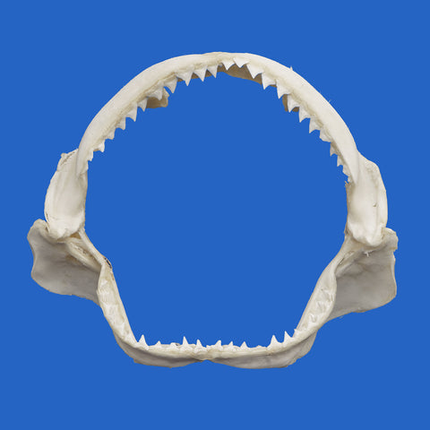 Shark jaw with sharp teeth on a blue background