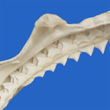 Close-up of a shark's tooth and jaw on a blue background
