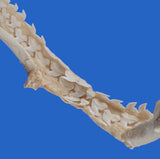 tiger shark teeth and jaws