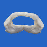 Tawny nurse shark jaws on blue background