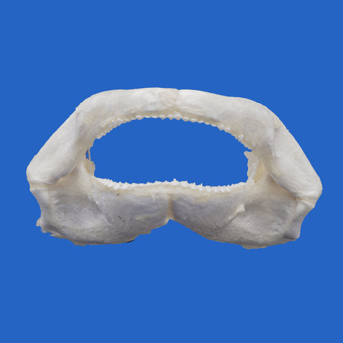 Tawny nurse shark jaws on blue background