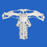 genuine hammerhead skull