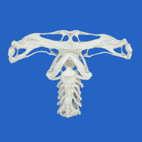 buy hammerhead skull