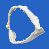 Unique Father’s Day present – real Blacktip shark jaw for collectors