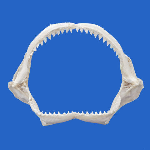 Large Dusky Shark Jaws wide real marine specimen display