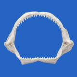 Large Dusky Shark Jaws wide real marine specimen display