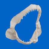 Side angle view of authentic Blue shark jaws Prionace glauca, real ocean predator trophy display