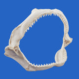 Authentic Dusky shark jaws perfect as ocean decor specimen