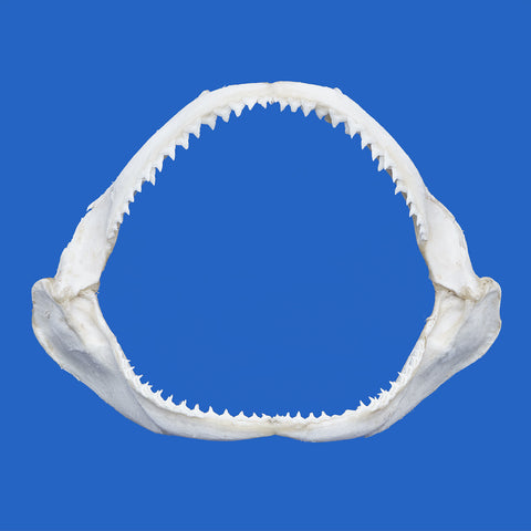 buy shark jaws for sale australia