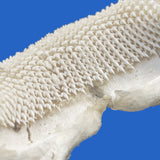 close-up of real shark teeth on authentic zebra shark jaws