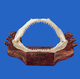 blacktip shark jaws on display