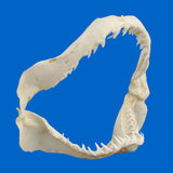   Preserved Blue Shark jaw specimen viewed from the side