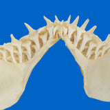 Close-up of genuine Blue Shark teeth and jaw structure