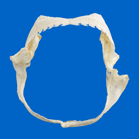 Real bramble shark jaws front view showing jaw shape and row of teeth – genuine deep sea shark specimen