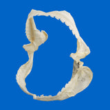 eft side view of genuine bramble shark jaws with distinctive shark teeth
