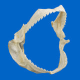 Right side view of real bramble shark jaws displaying natural tooth rows and jaw structure