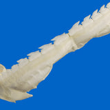 Close up of bramble shark jaw teeth showing natural tooth shape and detail of this rare deep sea shark species
