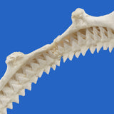 Close-up of real Bull Shark jaw teeth detail with natural tooth spacing and wear