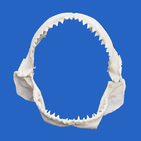 bull shark jaw for sale 