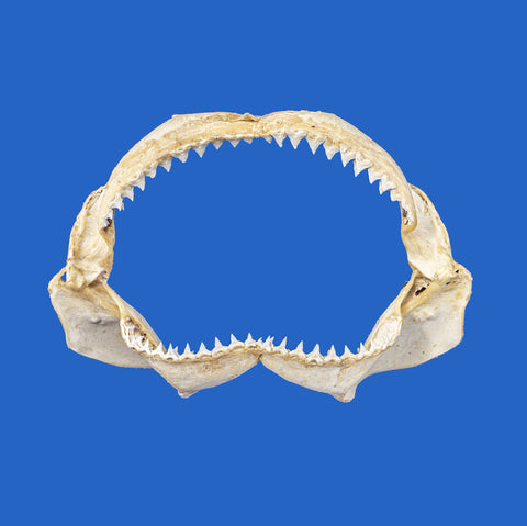 Bull shark jaws