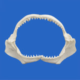 bull shark jaws for sale