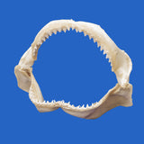 great white shark jaws great white shark jaws