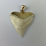 bull shark tooth gold