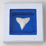 bull shark tooth in a box