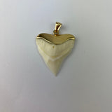 shark tooth in gold