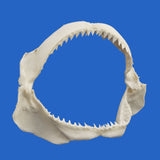 buy bull shark jaw