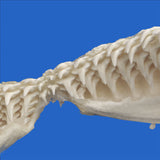 Close-up of a shark's open mouth with sharp teeth on a blue background - buy fathers day present real shark jaws