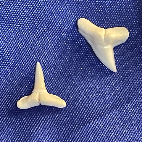 buy hammerhead shark teeth